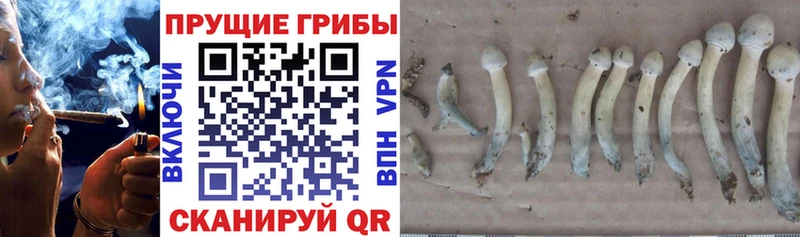 Галлюциногенные грибы Psilocybe  где можно купить   Салехард 